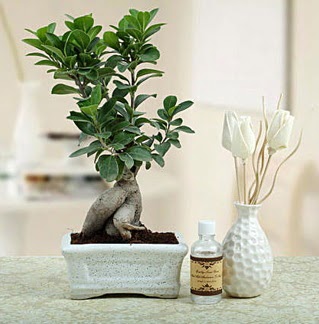 Ginseng ficus bonsai  Ankara �i�ek�iler 