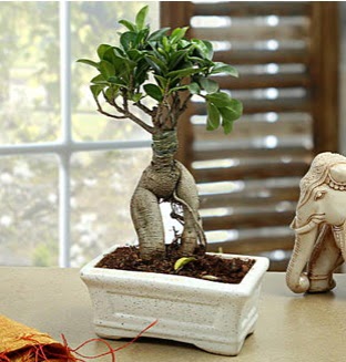 Marvellous Bonsai ginseng  Ankara �i�ek sipari�i sitesi 