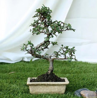Fashionable Ulmus S Shape Bonsai �thal  Ankara yurti�i ve yurtd��� �i�ek sipari�i 