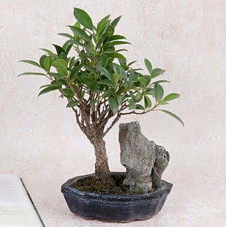 Japon a�ac� Evergreen Ficus Bonsai  Ankara �i�ek g�nderme sitemiz g�venlidir 