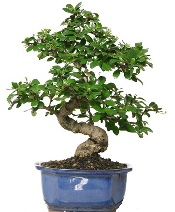 21 ile 25 cm aras� �zel S bonsai japon a�ac�  Ankara �i�ek�i telefonlar� 