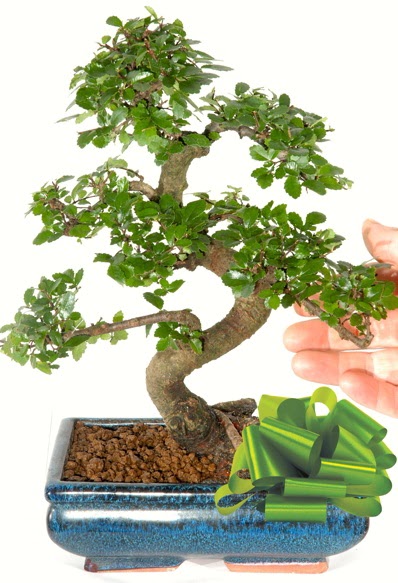 Yakla��k 25 cm boyutlar�nda S bonsai  Ankara �i�ek sipari�i sitesi 