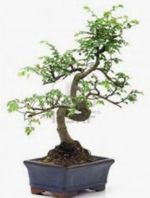 S g�vde bonsai minyat�r a�a� japon a�ac�  Ankara �i�ek sat��� 