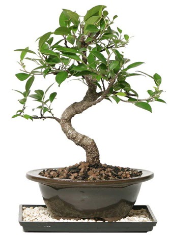 Altn kalite Ficus S bonsai  Ankara ieki telefonlar  Sper Kalite