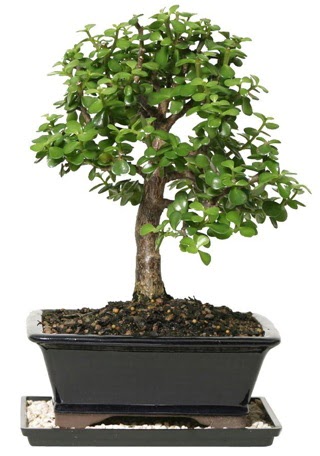 15 cm civar Zerkova bonsai bitkisi  Ankara iek siparii sitesi 