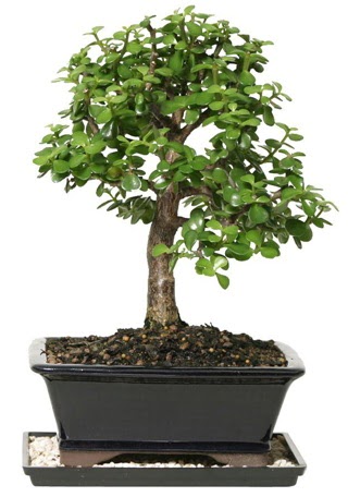 15 cm civar� Zerkova bonsai bitkisi  Ankara �i�ek sipari�i sitesi 