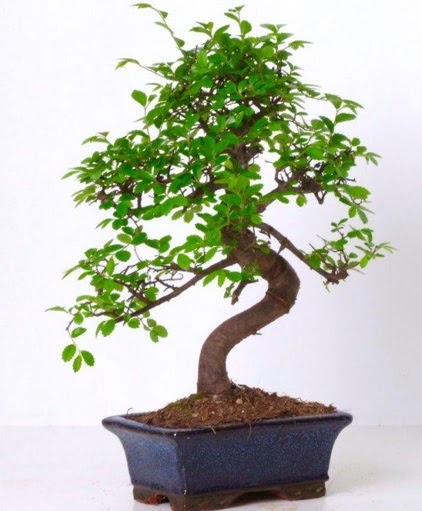 S g�vdeli bonsai minyat�r a�a� japon a�ac�  Ankara �i�ek g�nderme sitemiz g�venlidir 
